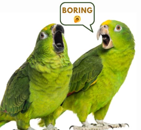 My-bird-will-get-bored