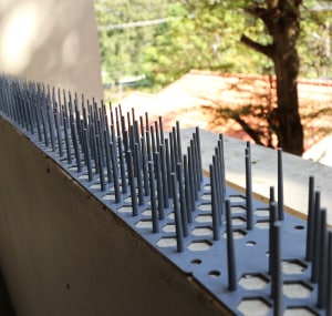Place-bird-spikes-to-stop-birds-sitting-in-my-tree