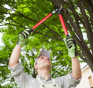 Prune-tree-regularly-tostop-birds-sitting-in-my-tree