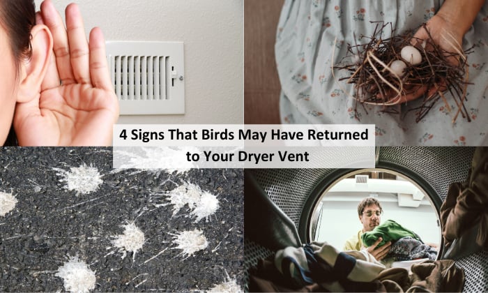 Signs-That-Birds-May-Have-Returned-to-Your-Dryer-Vent