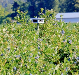 Sounds-to-scare-crows-away-my-tree