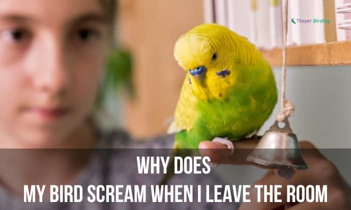 Why Does My Bird Scream When I Leave the Room