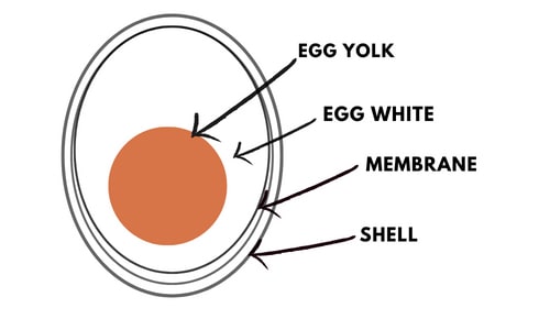 an-egg-develop