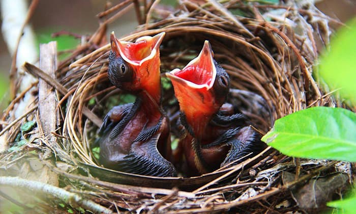 baby-birds-not-receiving-enough-food