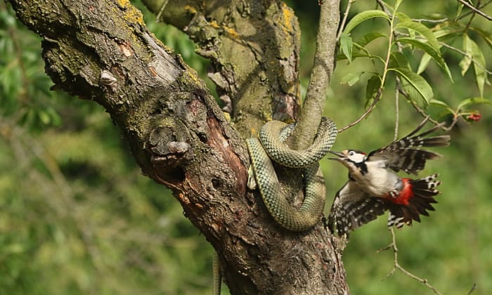 What Birds Eat Snakes? - List of 7 Birds (w/Pictures)