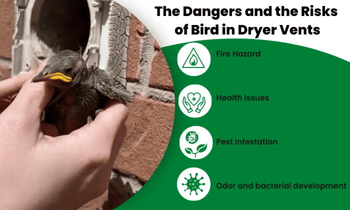 bird-nest-in-dryer-vent-fire-hazard
