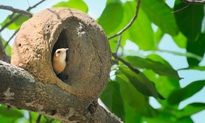bird-nest-in-trees