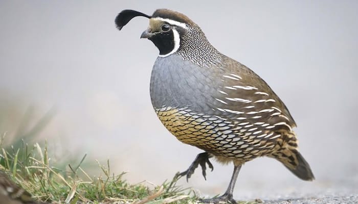 bird that builds nest on ground