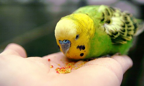 bird-wants-food