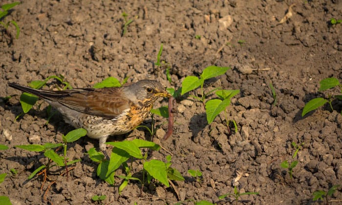 birds-catch-worms-in-the-ground