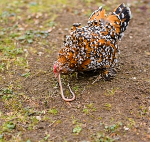 What Birds Eat Snakes? - List of 7 Birds (w/Pictures)