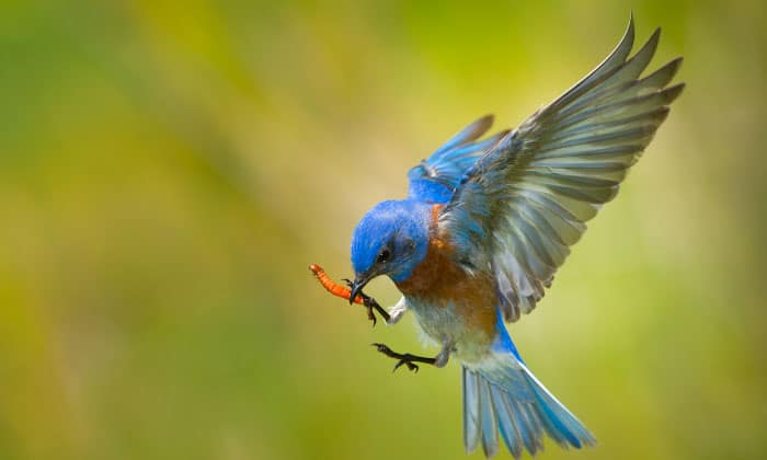 birds-eating-worms