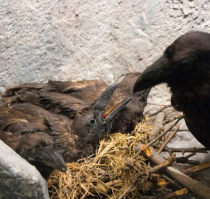 birds-nest-in-my-balcony