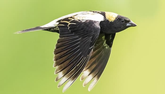 birds-that-lay-eggs-on-the-ground