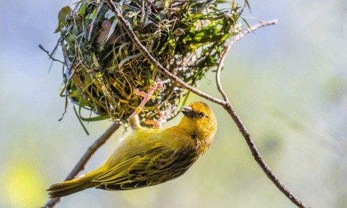 birds-to-build-a-place-to-store-their-eggs.