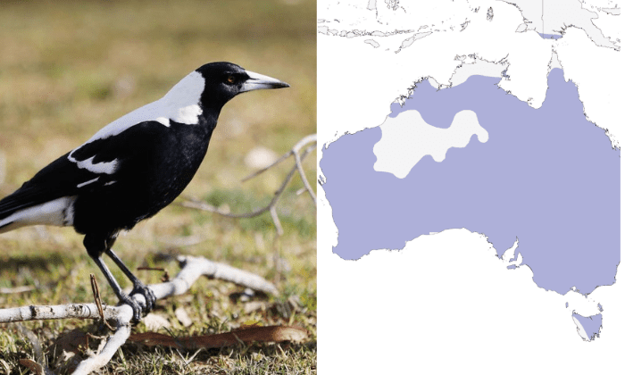 black-and-white-bird-illinois