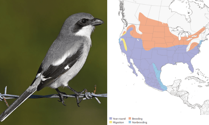 black-and-white-birds-in-california