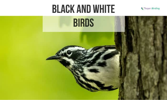 black and white birds