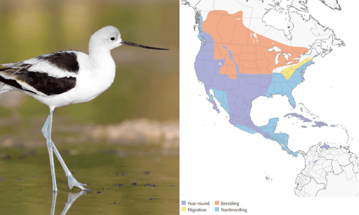 black-and-white-spotted-bird