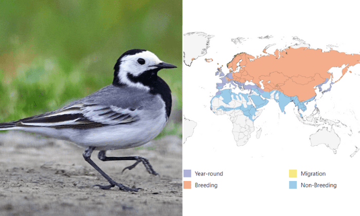 black-and-white-striped-bird