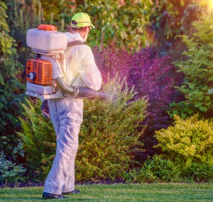 call-local-pest-control-to-stop-birds-sitting-in-my-tree