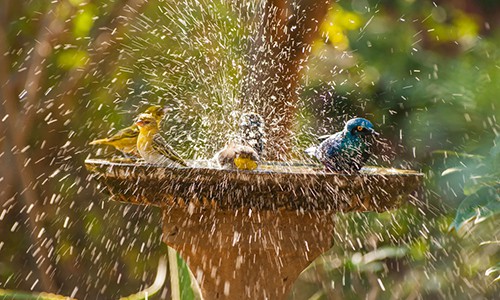 cleaning-bird-baths-with-vinegars