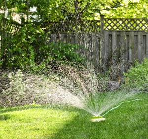 find-worms-in-your-backyard