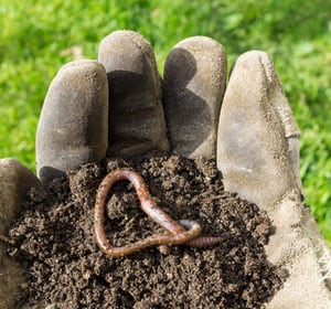 get-earthworms-to-come-to-the-surface