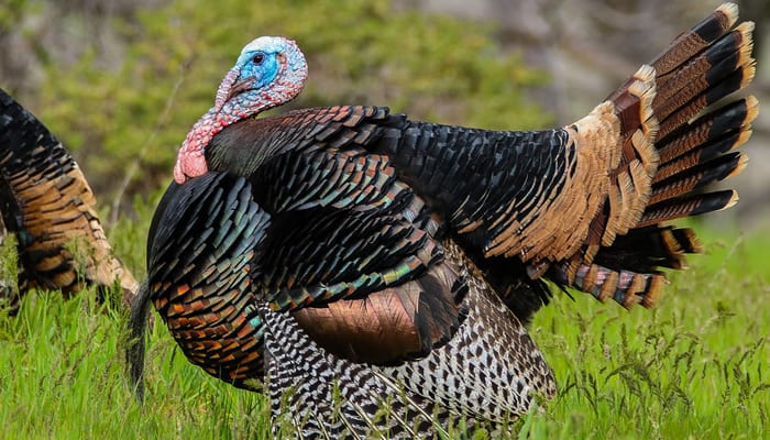 ground-dwelling-birds