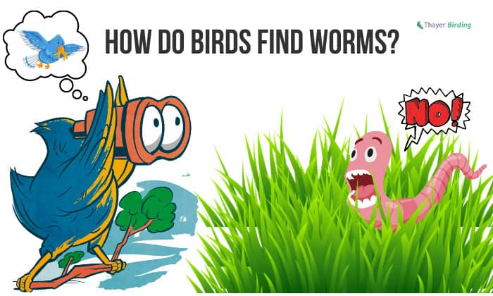 how do birds find worms