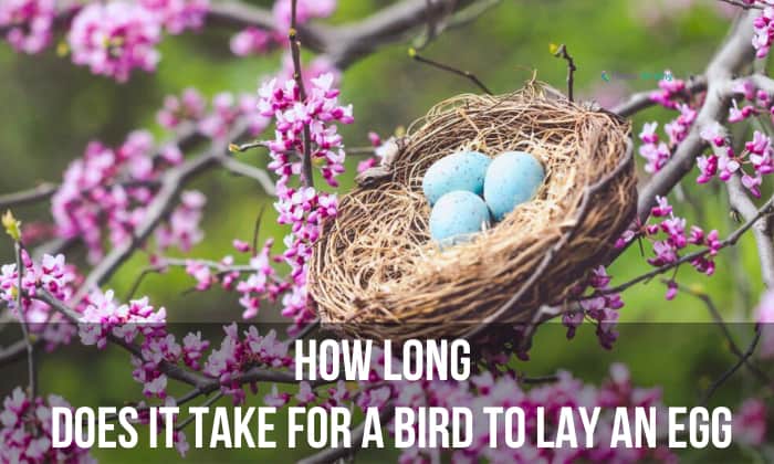 How Long Does It Take a Bird to Lay an Egg