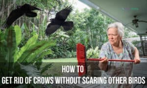 how to get rid of crows without scaring other birds