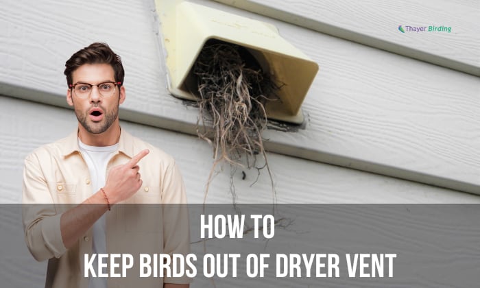how to keep birds out of dryer vent