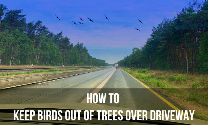 how to keep birds out of trees over driveway