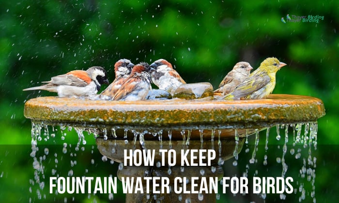 how to keep fountain water clean for birds