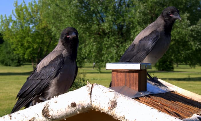 keeping-birds-out-of-my-roof