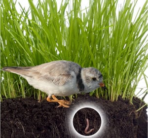 robins-feel-worms-with-their-feet