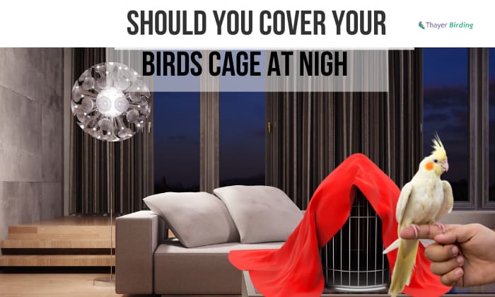 should you cover your birds cage at night