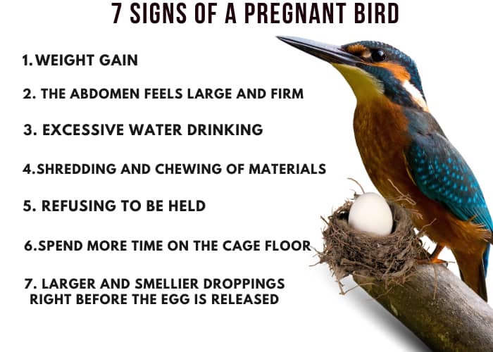 some-signs-of-bird-pregnancy