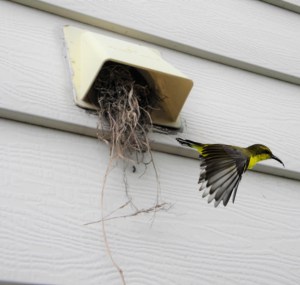step-1-to-remove-birds-nest-from-dryer-vent