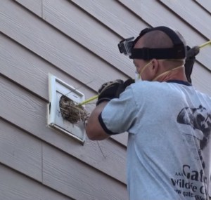 step-4-to-remove-birds-nest-from-dryer-vent