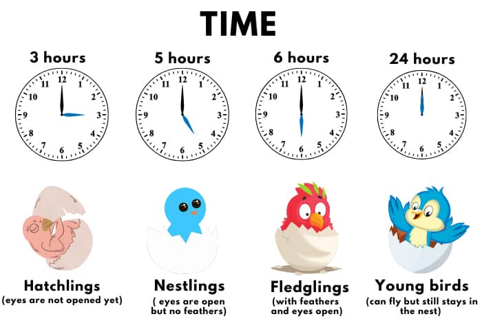 the-Longest-Time-a-Baby-Bird