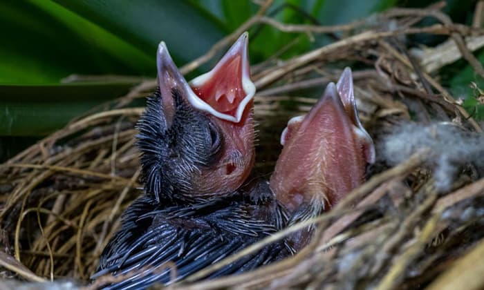 the-deserted-baby-birds