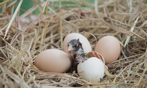 their-eggs-are-full-of-feathers