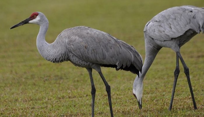 types-of-ground-birds