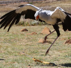vultures-eat-snakes