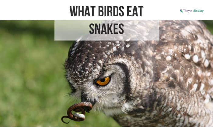 what birds eat snakes