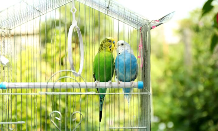 what-to-cover-bird-cage-with