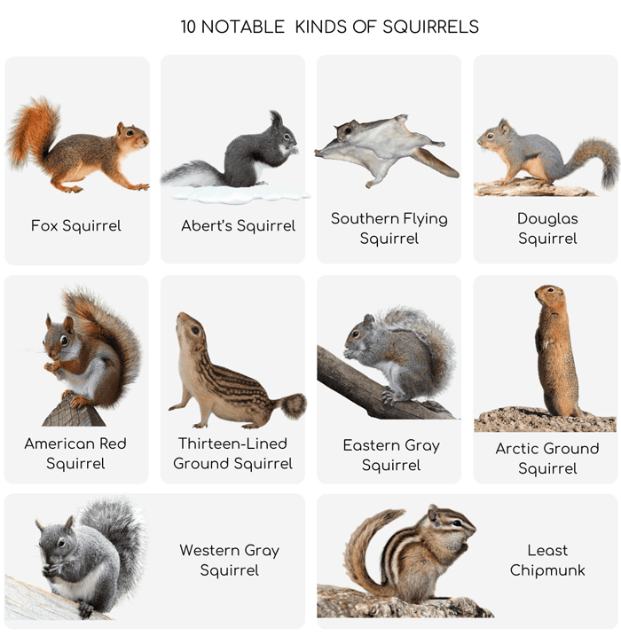10-notable--kinds-of-squirrels