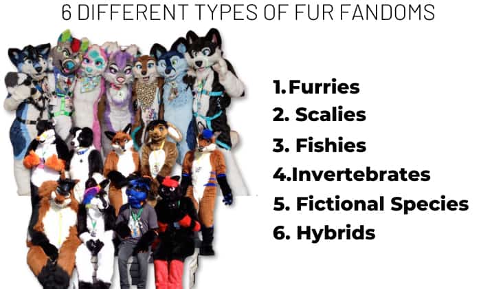 6-different-types-of-fur-fandoms